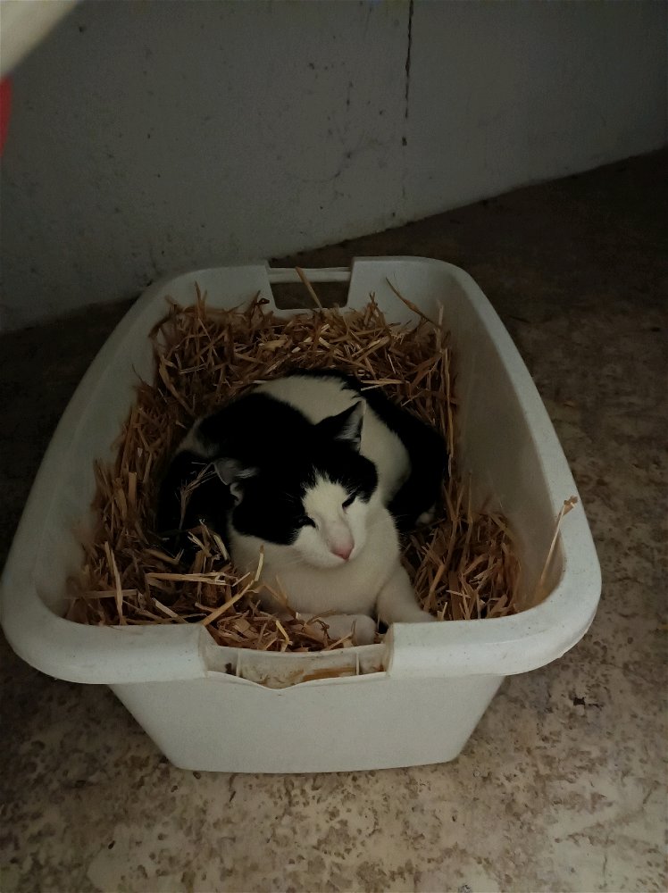 Kater im Strohnest