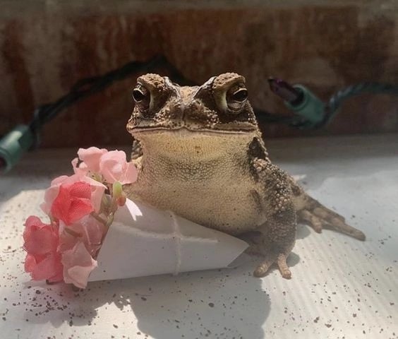 Всем хорошего дня ✨🐸