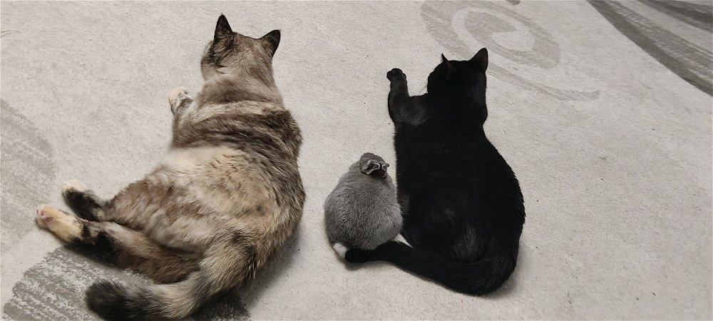 ушастая с охраной