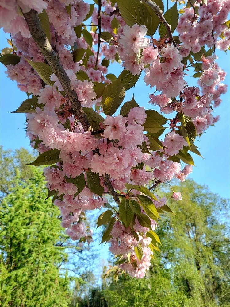 🌸💮