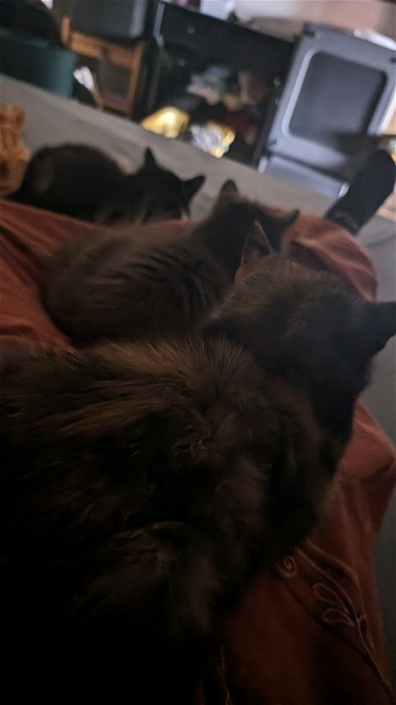 This is why I never get out of bed early😺