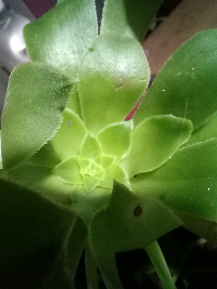 Alguien me dice como se llama esta planta?