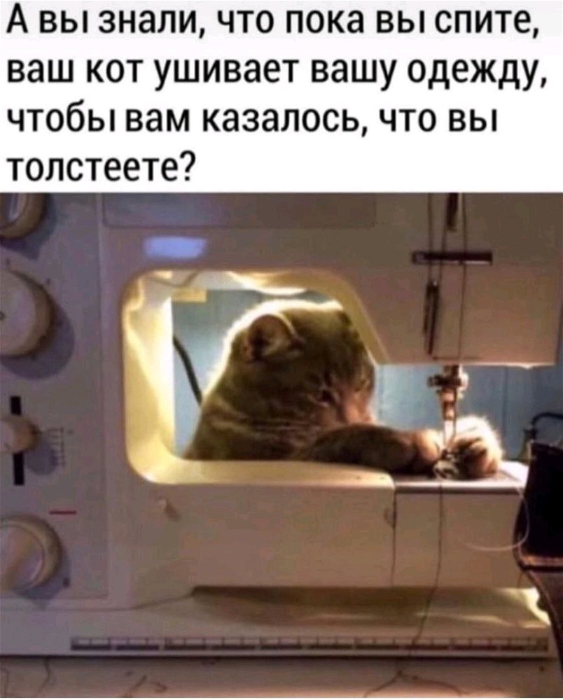 Подстава от котов? Готов поверить)