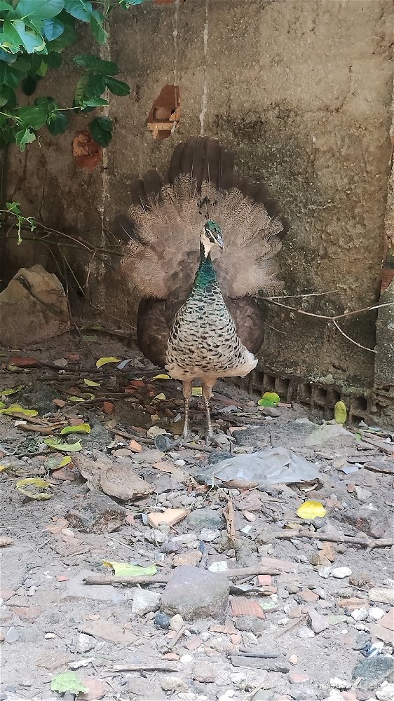 🦚 pavoa