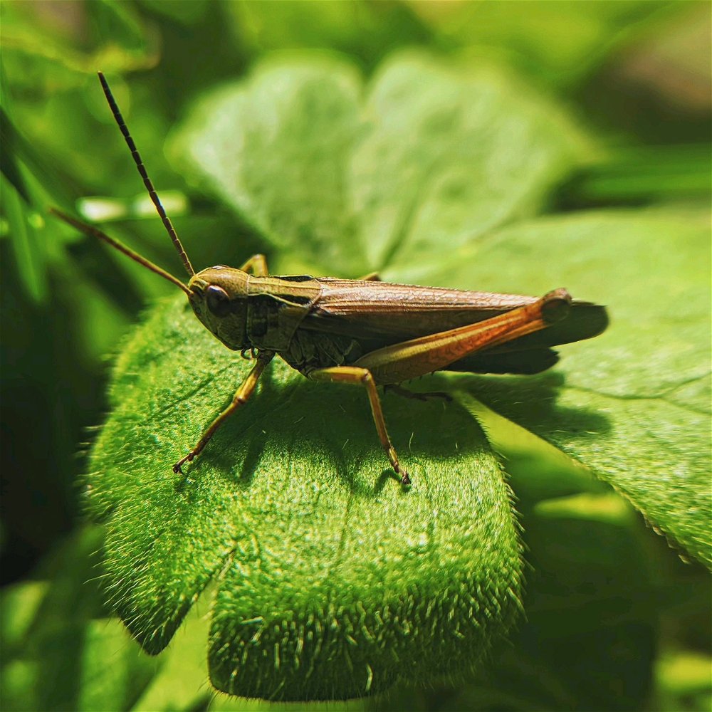 🦗