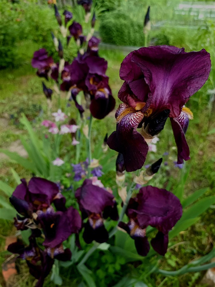 Ирисы 💜