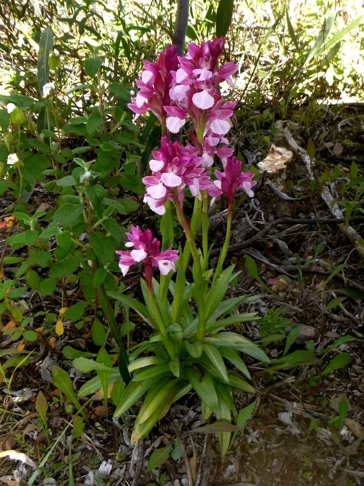 Orchidee selvatiche