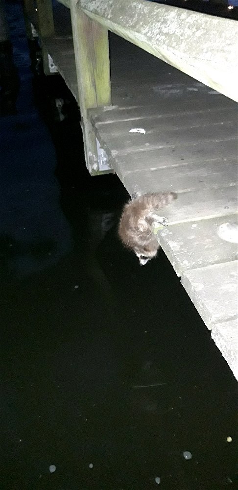 My Spiritanimal🦝🤣
Der hing da 5min wie so ein armer Tropf..🙈
Bis ich ihm dann vorsichtig rückwärts auf den Steg geholfen hab😀