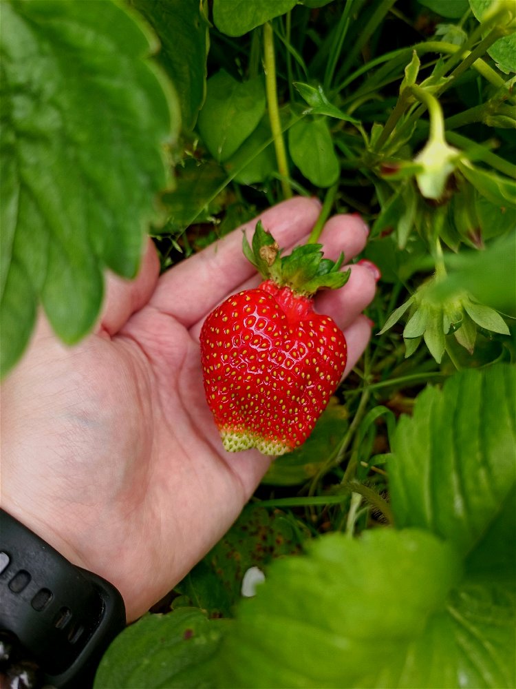 Первая клубника 🍓