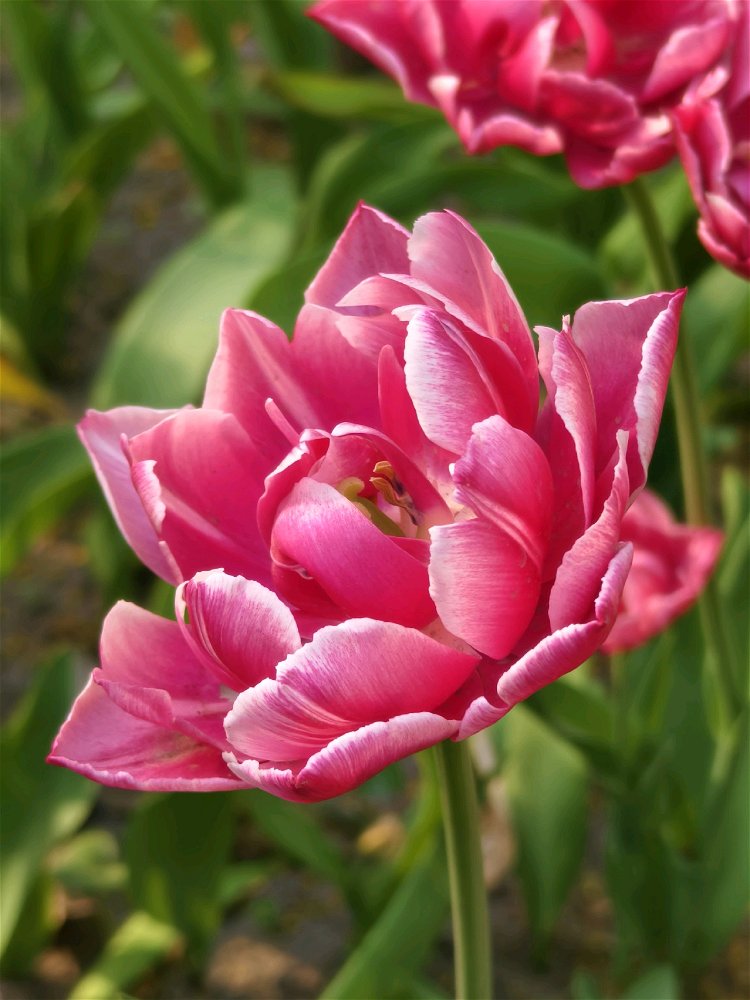 Побывал на Фестивале тюльпанов в ЦПКиО🌷