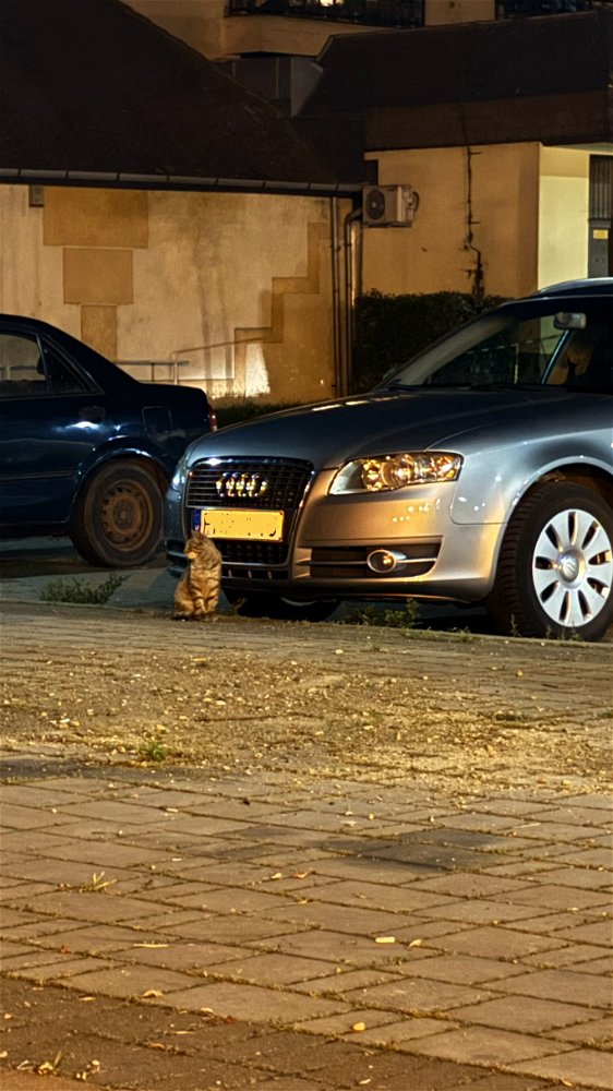 🚘🐈