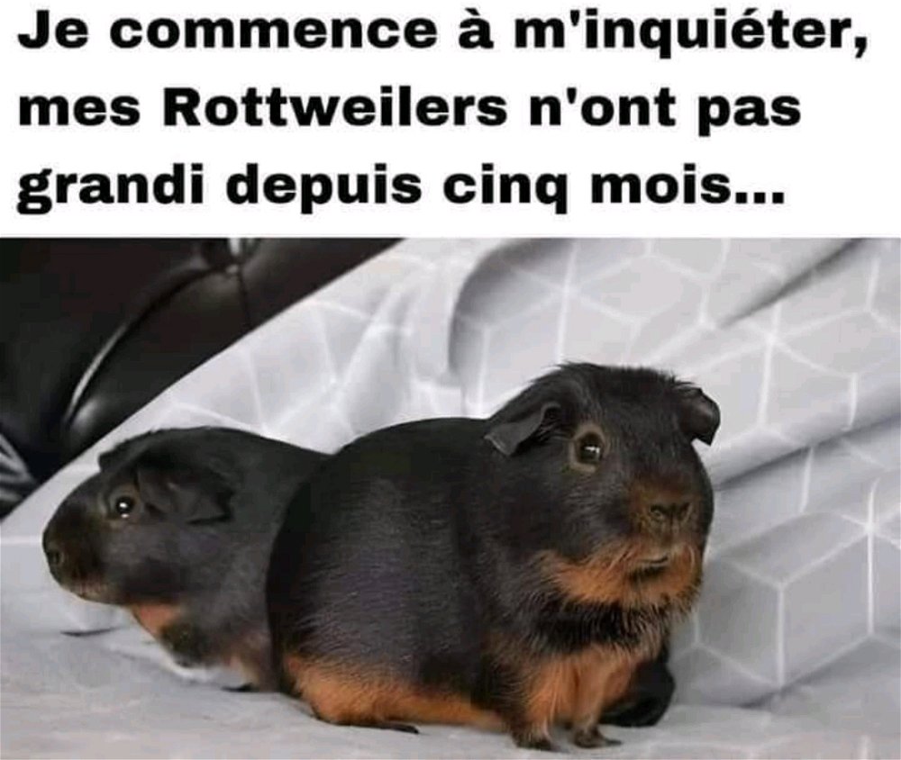 #chien