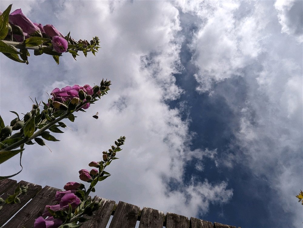 Foxgloves, 1 bee, cloud, incoming rain