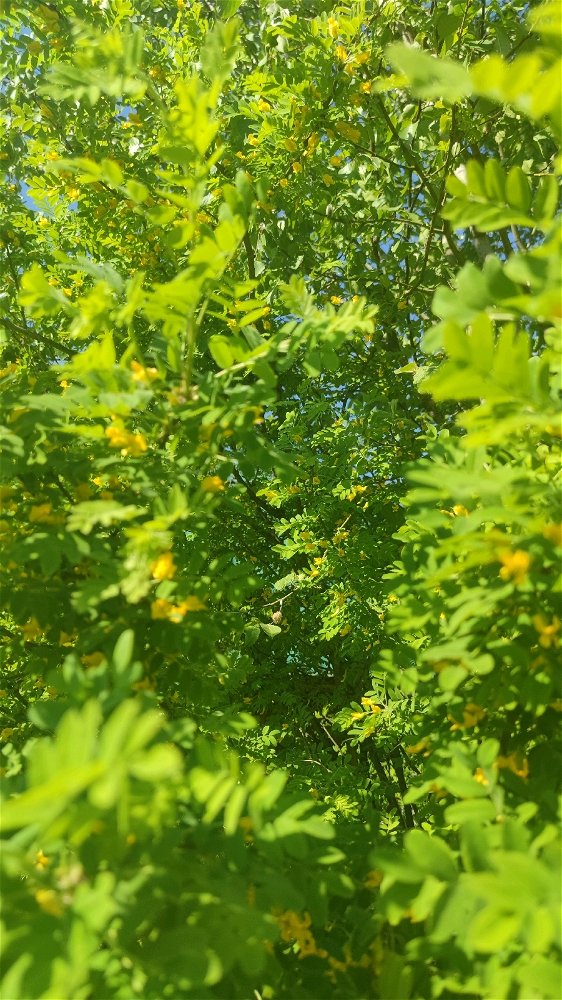 🌿🌿🌿