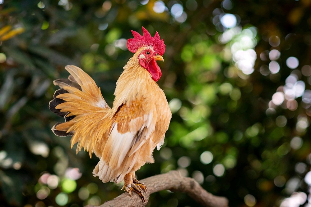this is a Malaysian serma chicken. this breed is the smallest chicken breed in the world.