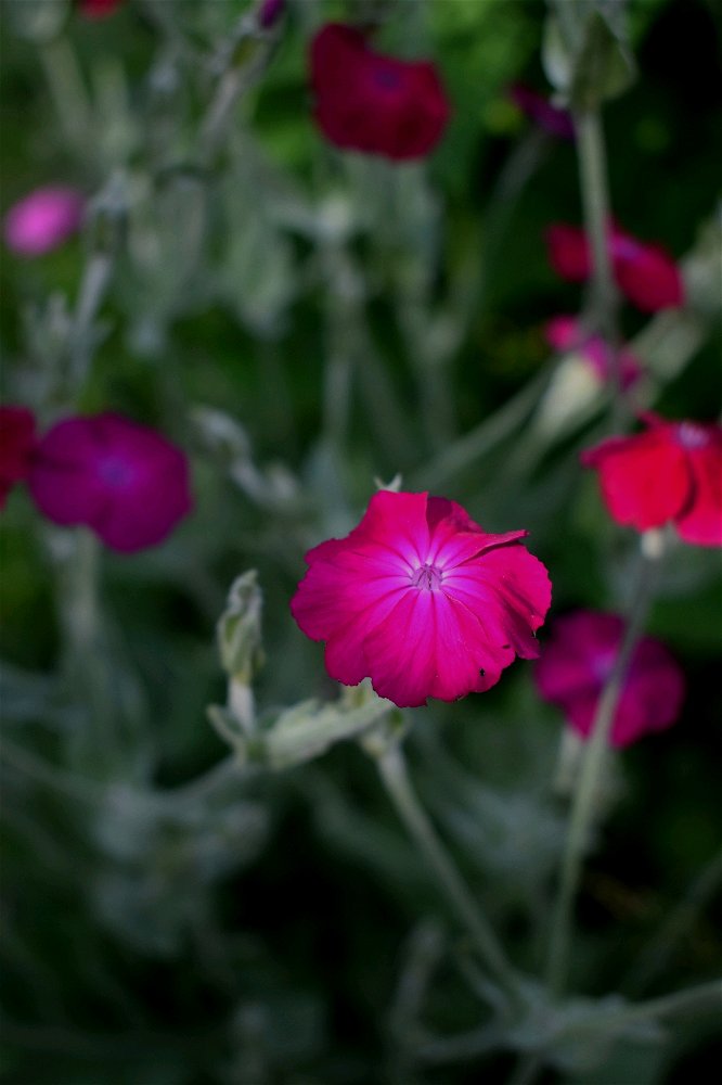 🌺