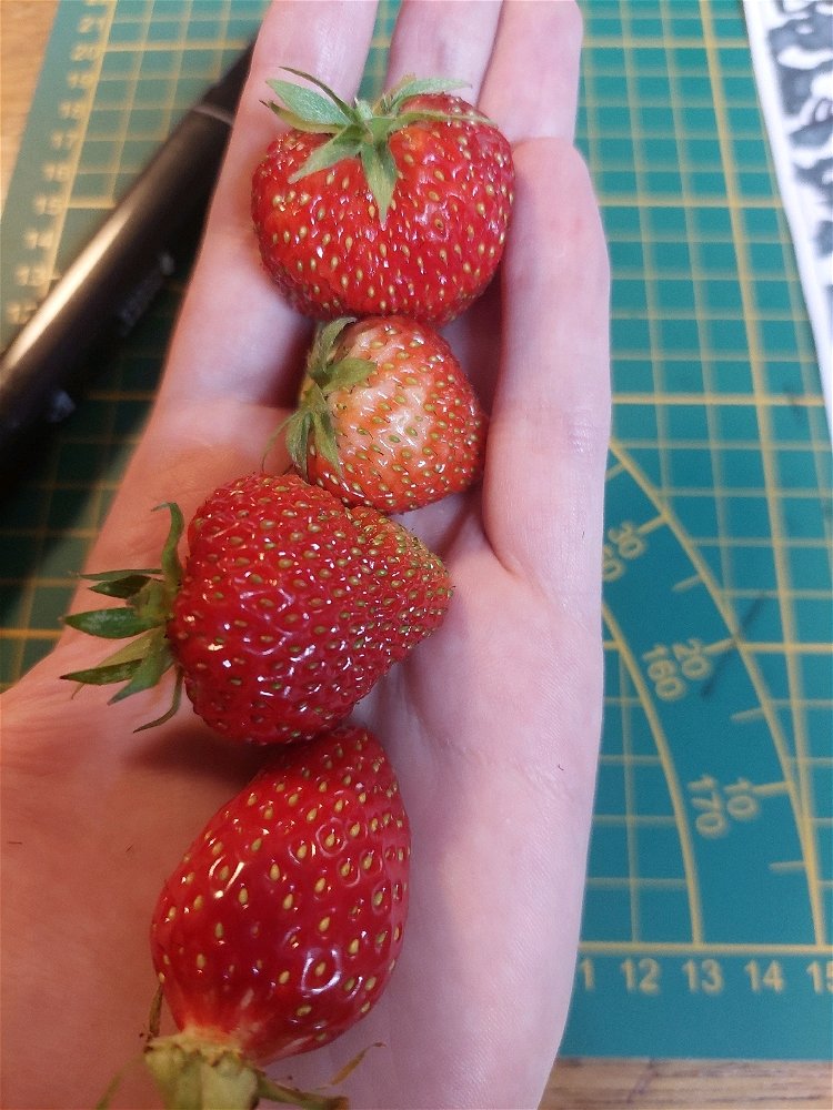 Première récolte 🍓