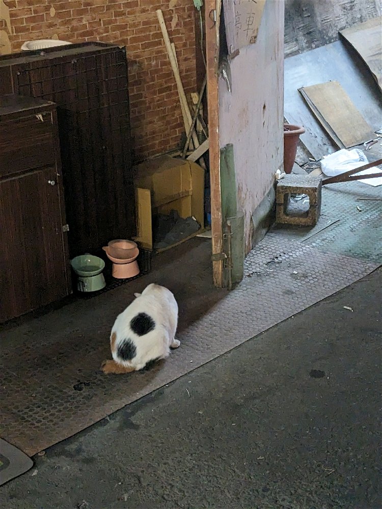 貓貓~
