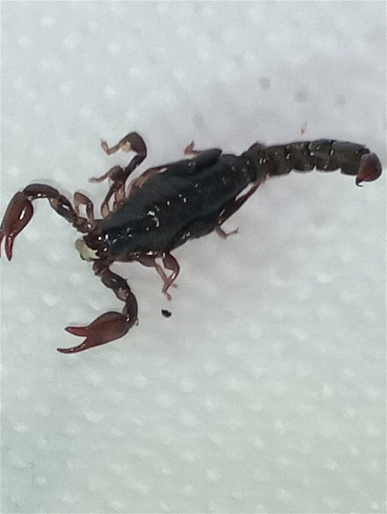 Achei esse escorpião enorme no pátio da minha casa!