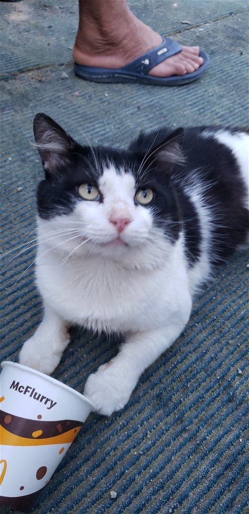 Sylvester