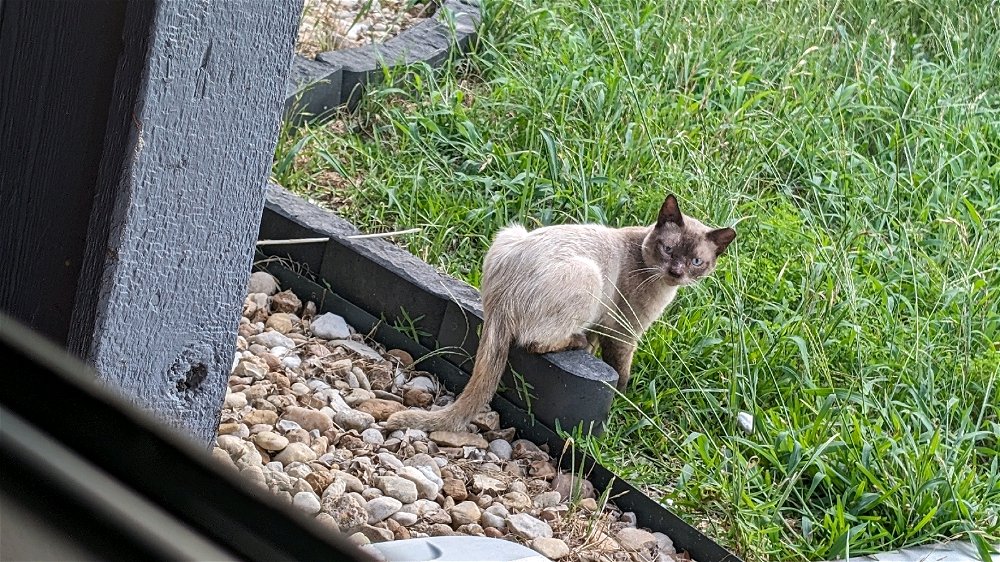 Derpy feral