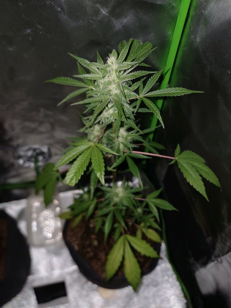Mango crystal
