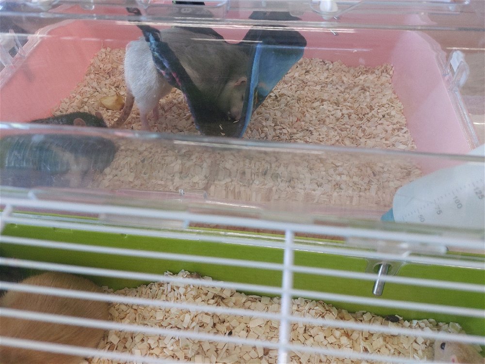 Hlavně pohodlně