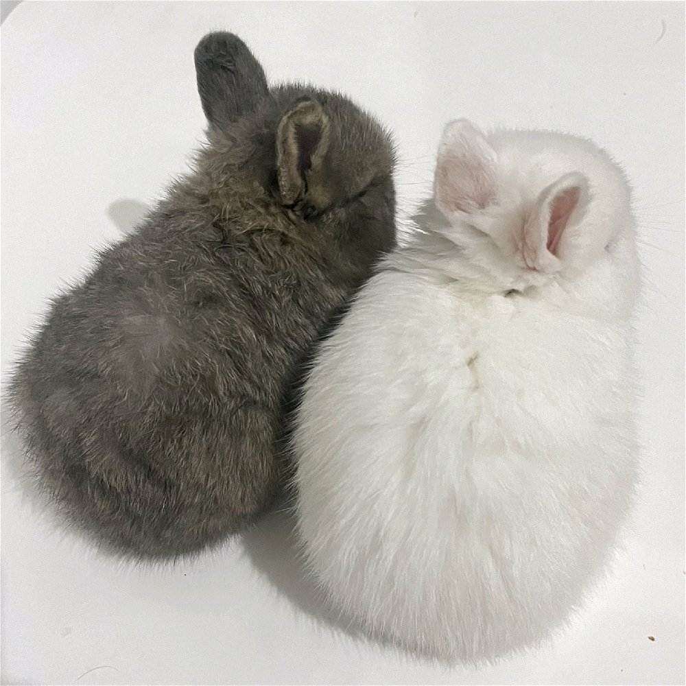 maxence & snowy ♡