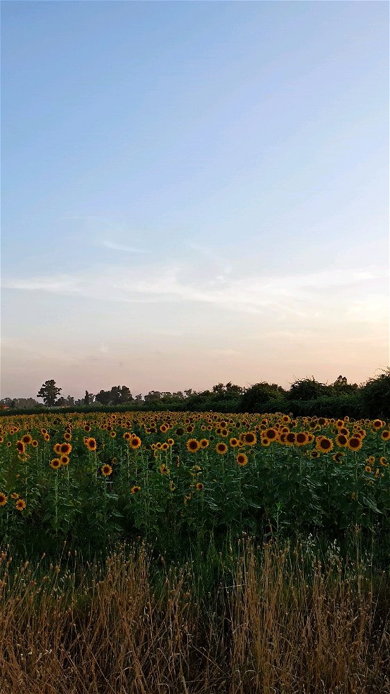 🌻