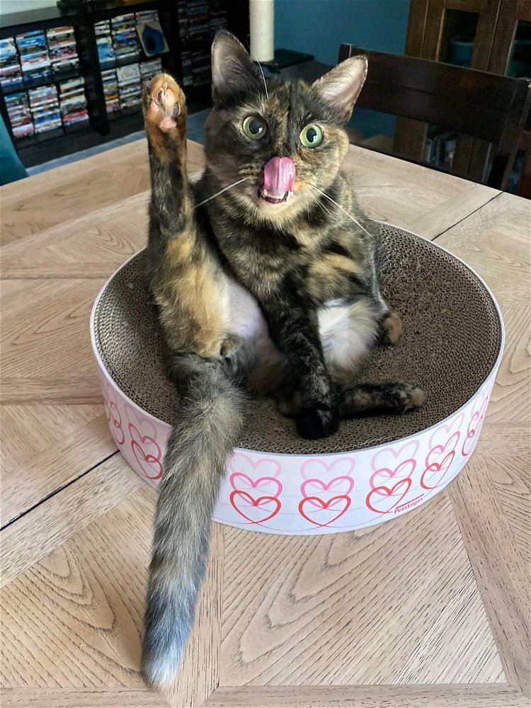 The holy trinity: beans, blep and belly 😁
