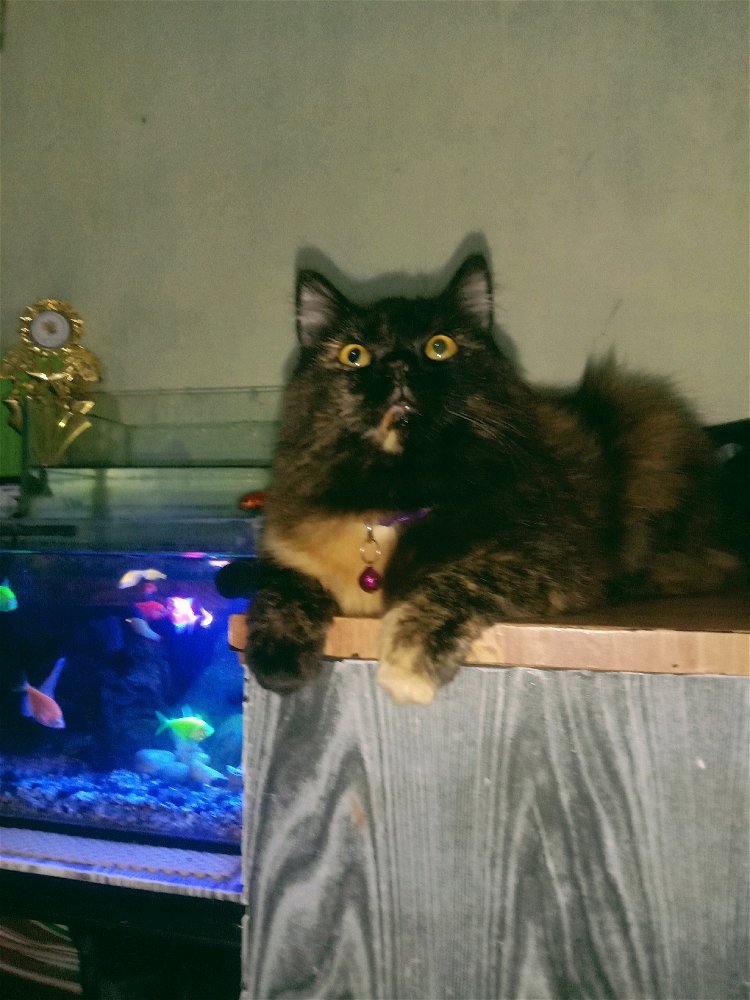 hi