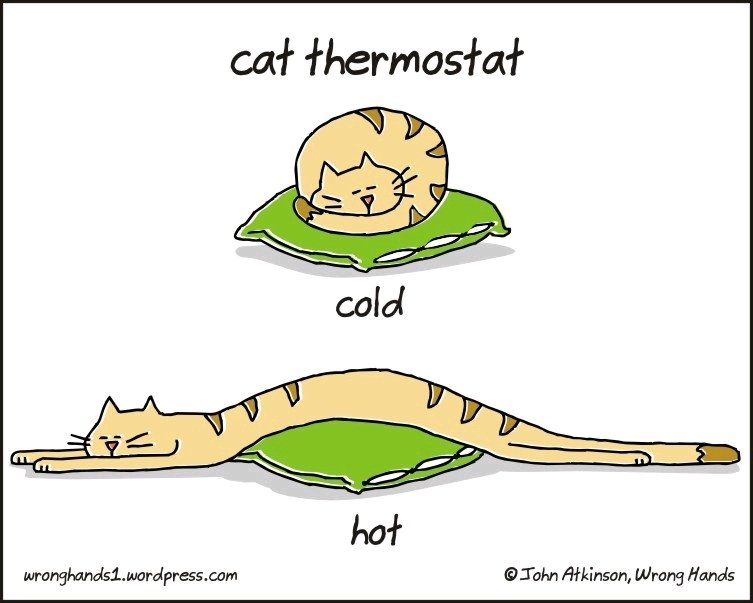 Die beiden Aggregatzustände einer Katze 😸
