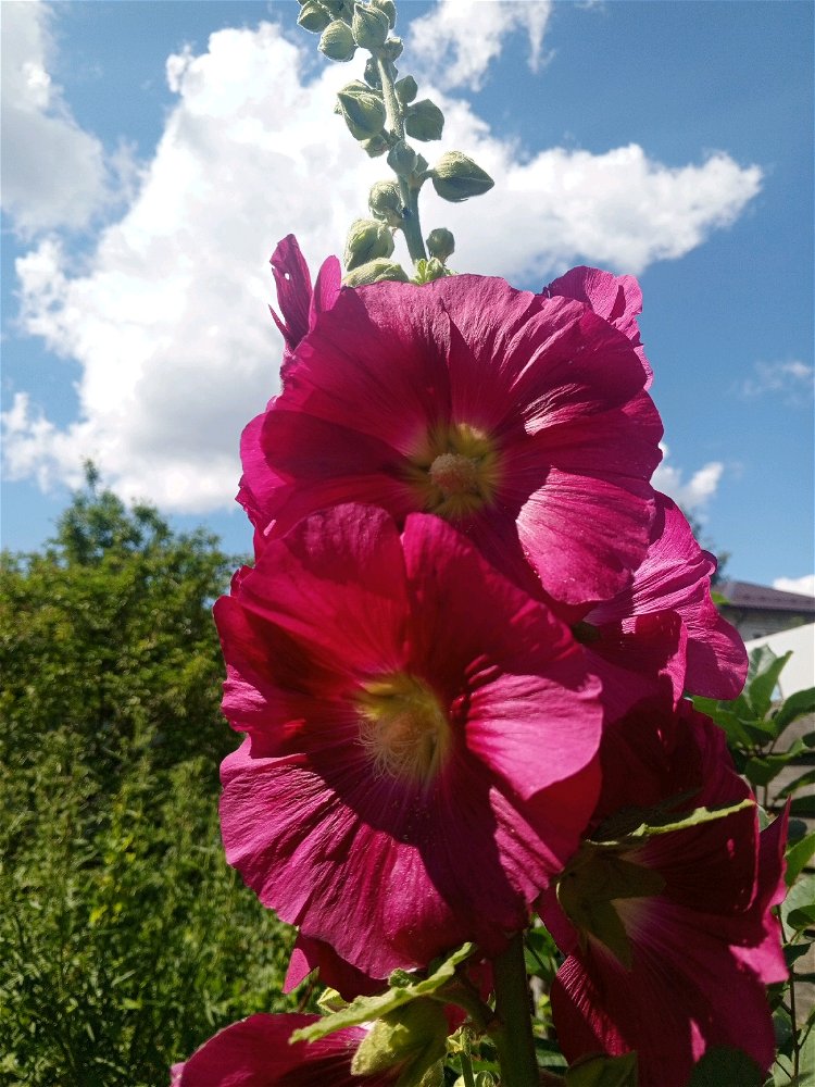 🌺🌺🌺