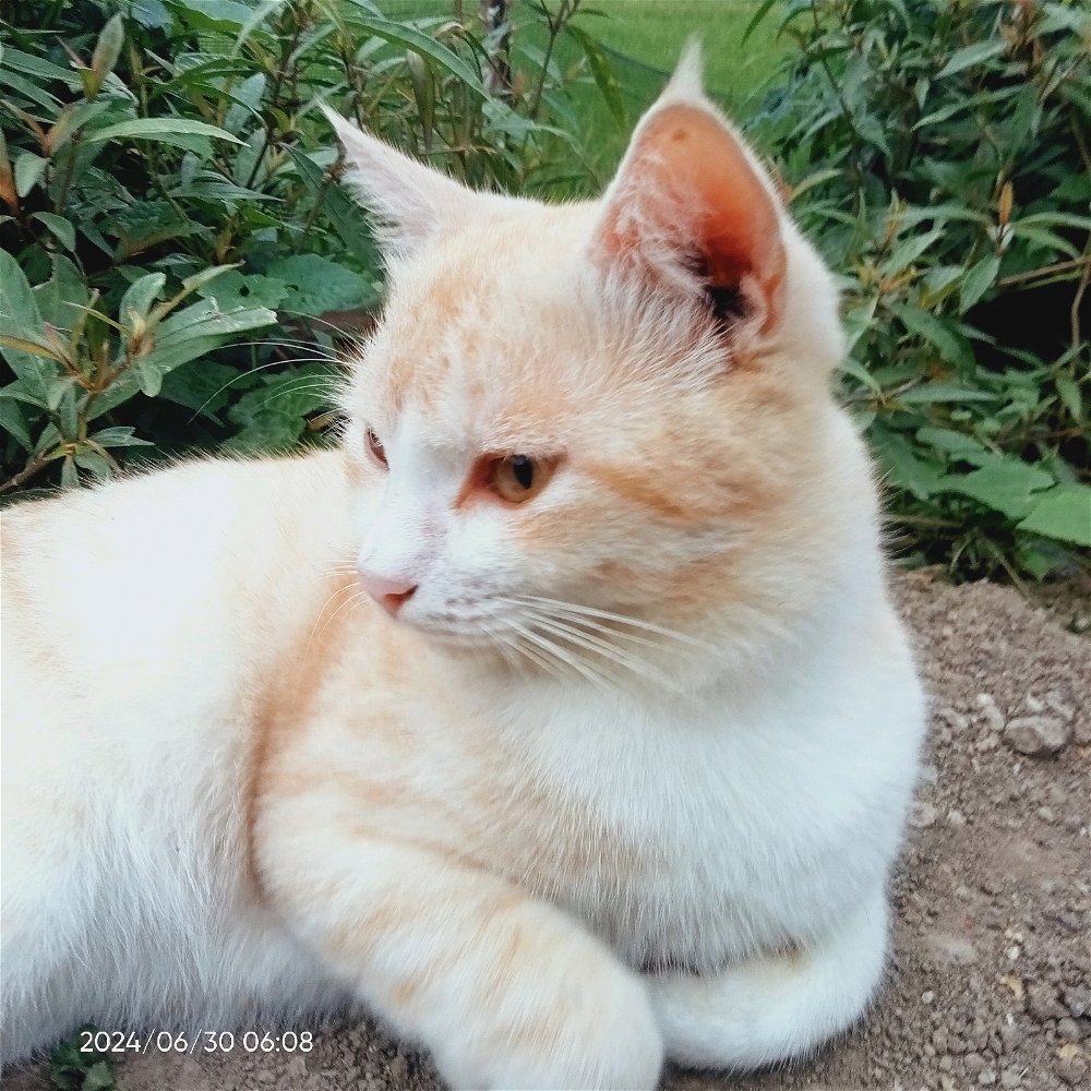 Gemes kan kucing ku, bkn kucing ras tapi gemes