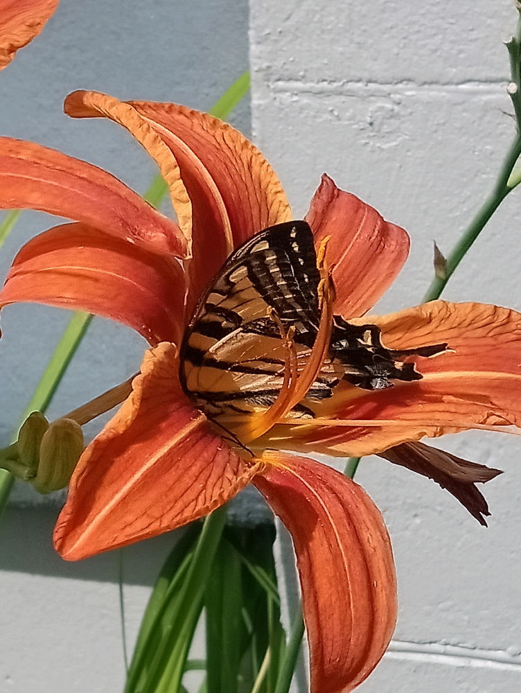 Beautiful swallowtail