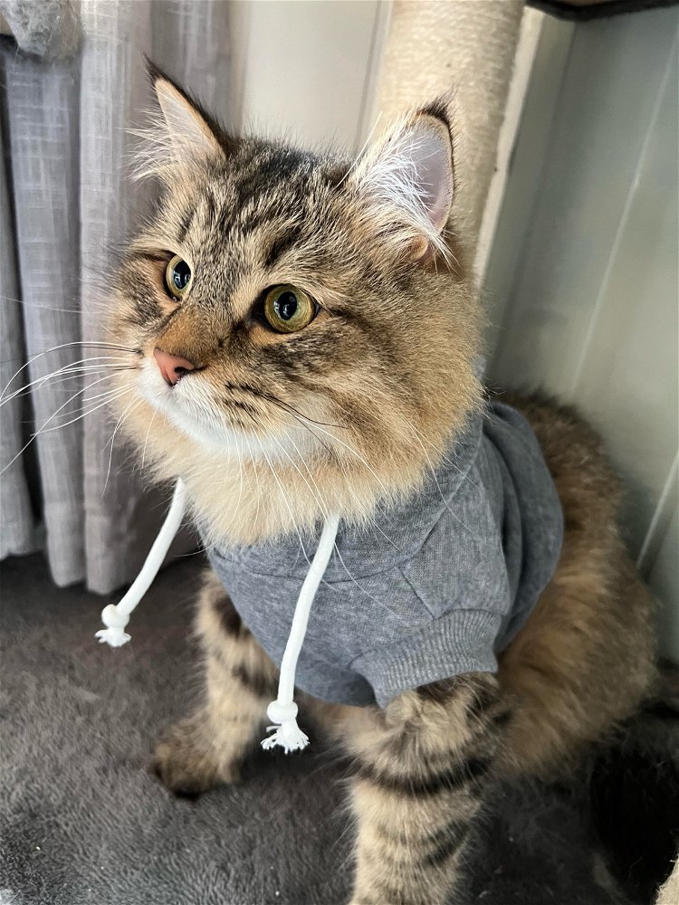 My little son