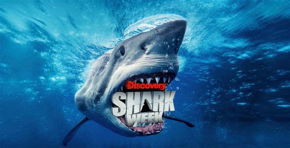 🦈