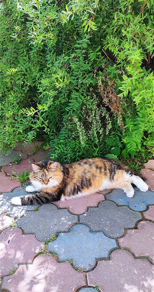 🐈