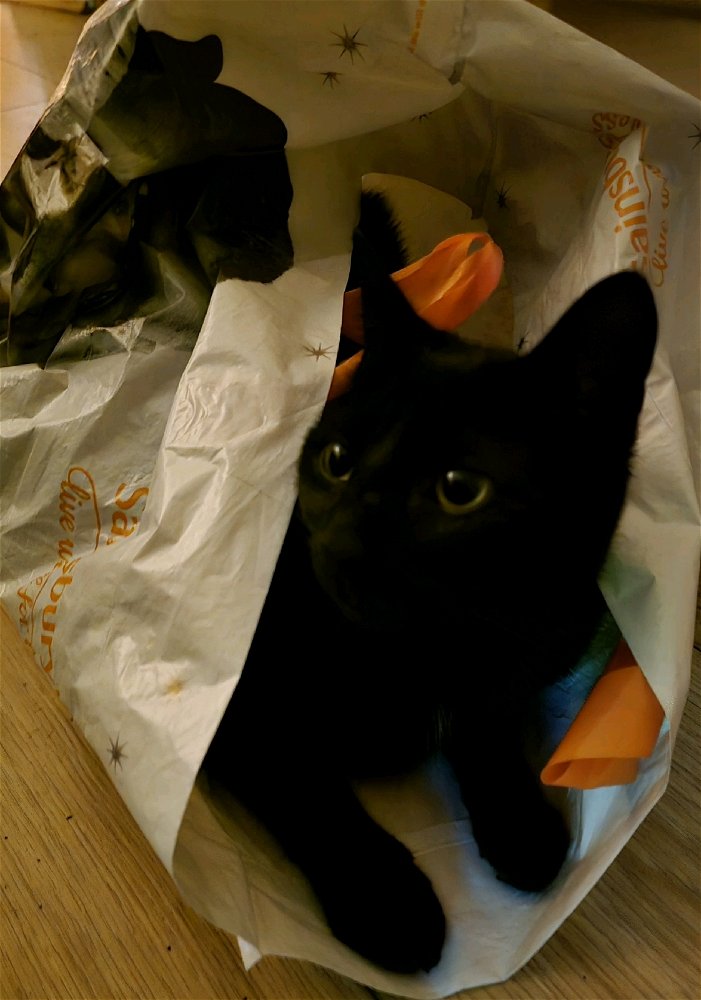 Kitty antics