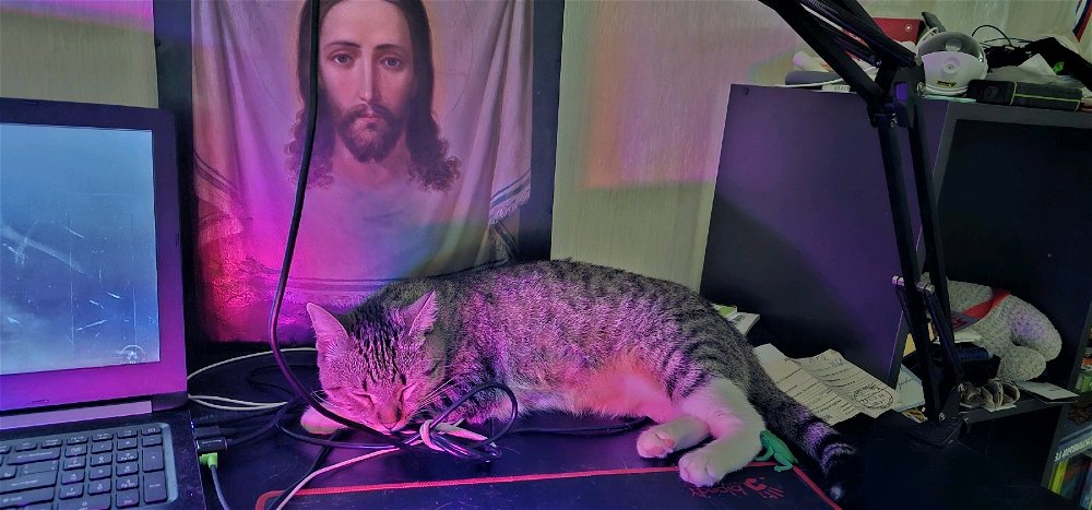 Обожаю своих кошек