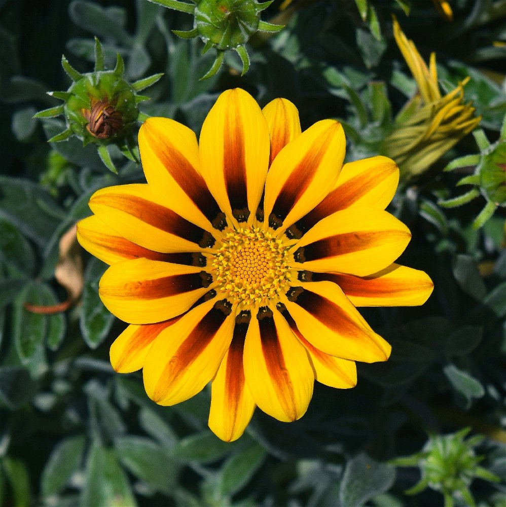 Gazania 💛