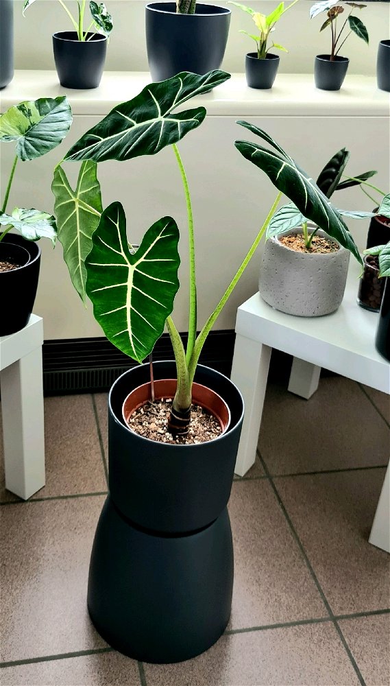 Alocasia mitcholitziana 🙂