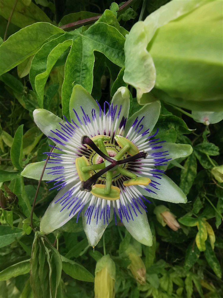 Fleur magnifique