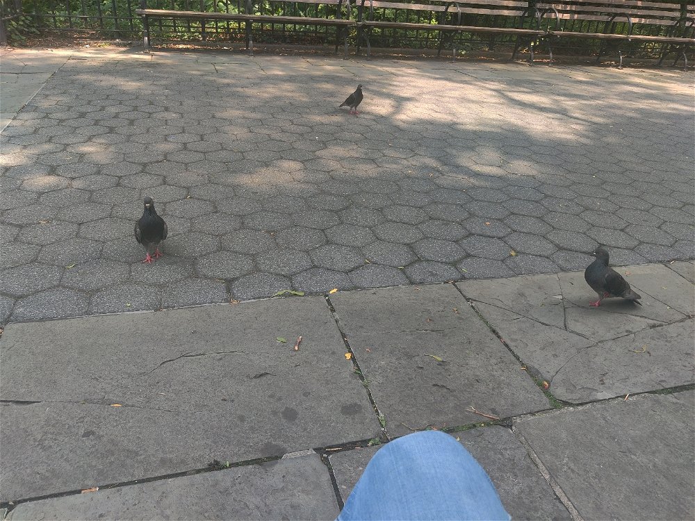 These guys were patiently waiting for the leftovers of my lunch 