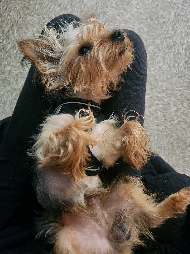 He likes to nap on mama's lap.
