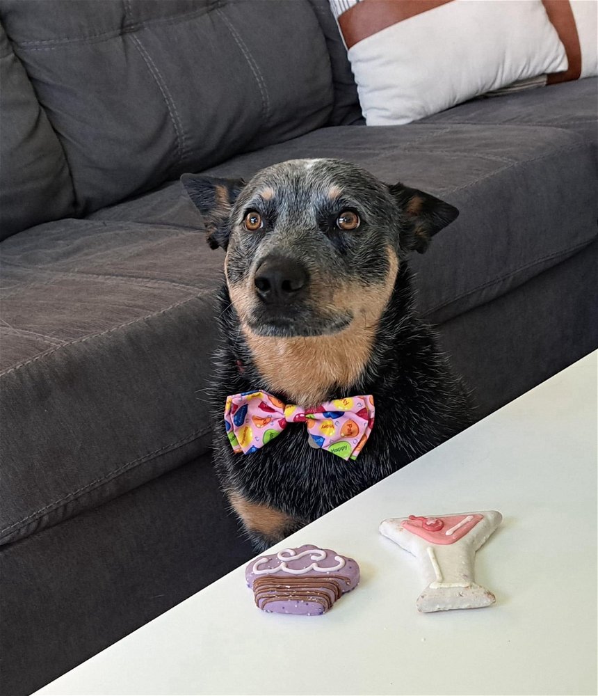 Happy Birthday to my good girl🥰