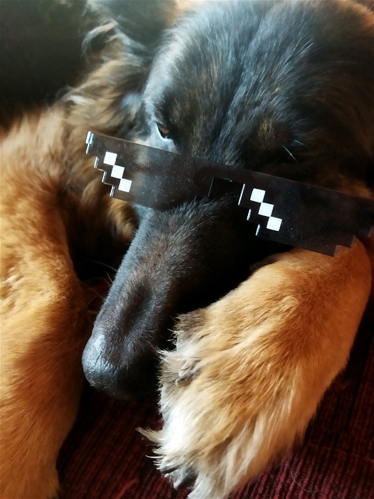 🐶😎