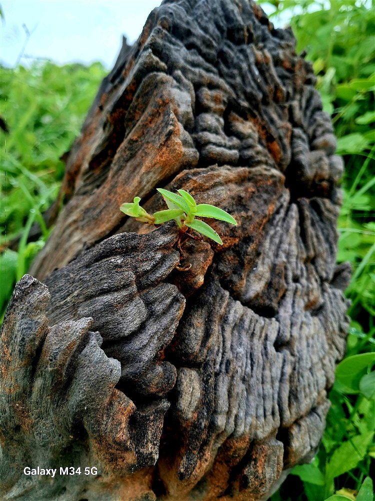 Something new depends on old