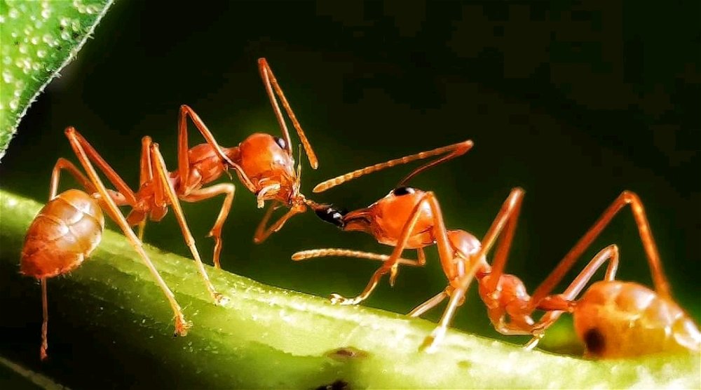 Fighting for food