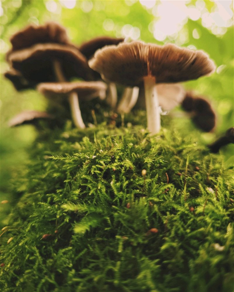 Мох с грибами